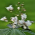 Trompetenbaum - Catalpa speciosa - 3D Interlaced