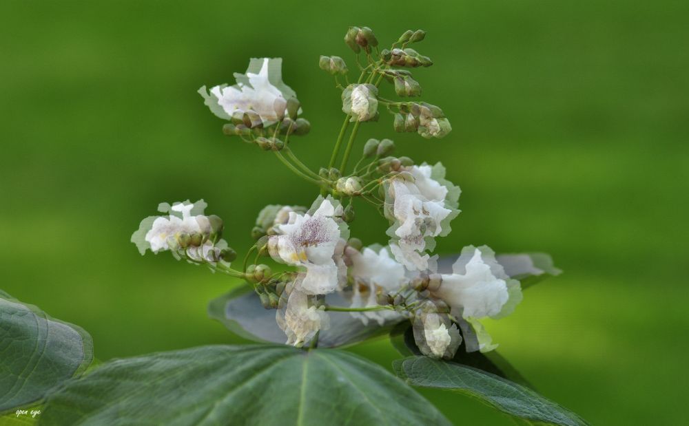 Trompetenbaum - Catalpa speciosa - 3D Interlaced