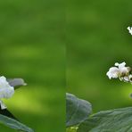 Trompetenbaum - Catalpa speciosa - 3D Kreuzblick