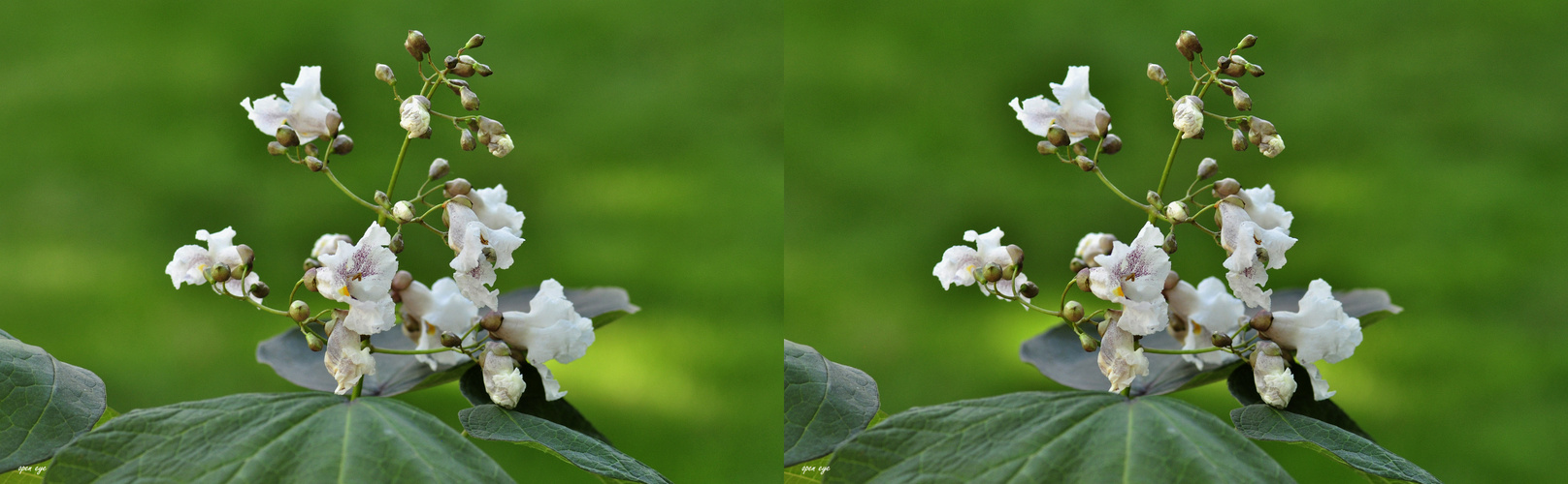 Trompetenbaum - Catalpa speciosa - 3D Kreuzblick