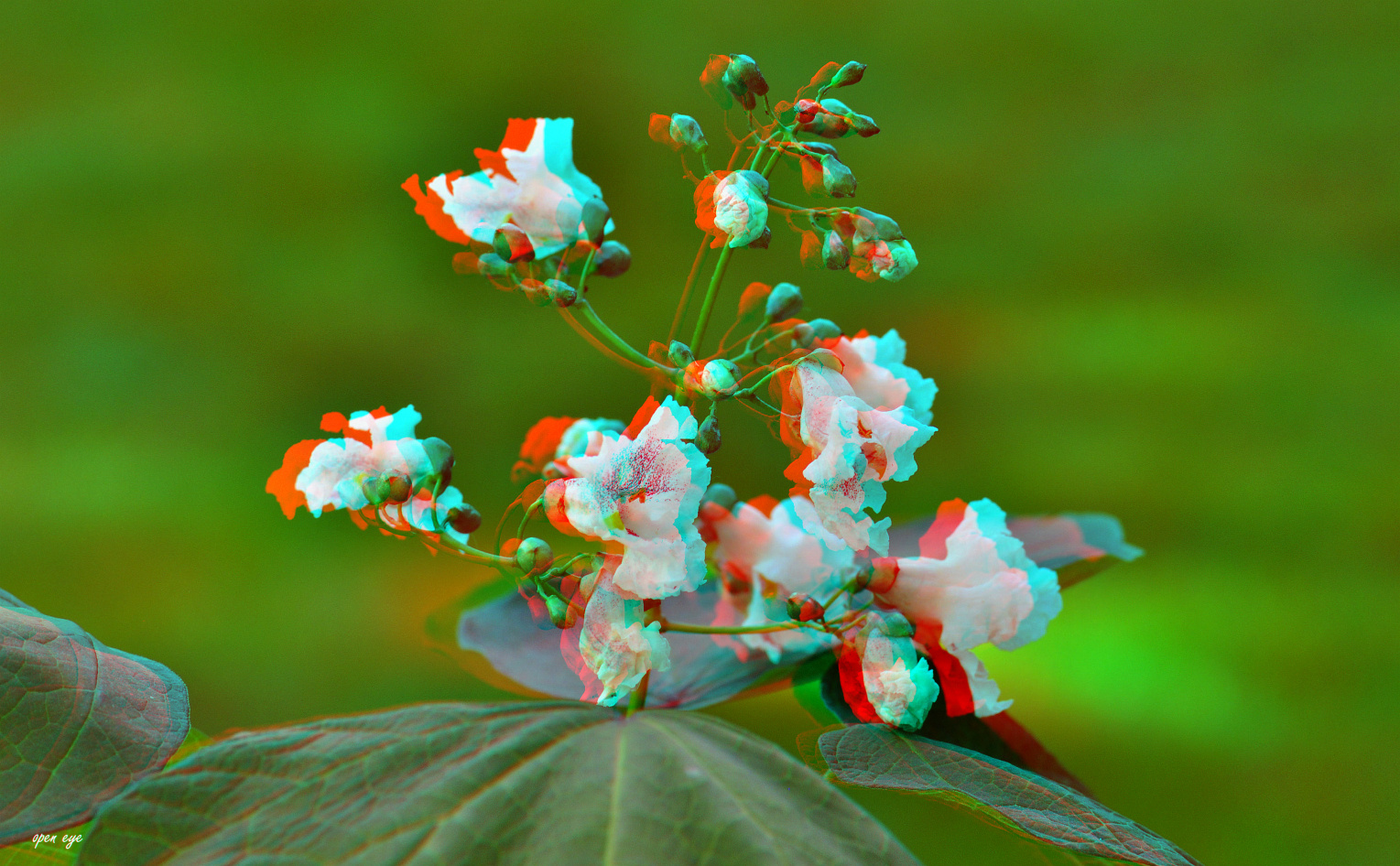 Trompetenbaum - Catalpa speciosa - Anaglyphen