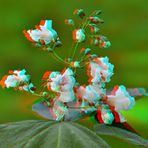 Trompetenbaum - Catalpa speciosa - Anaglyphen