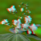 Trompetenbaum - Catalpa speciosa - Anaglyphen