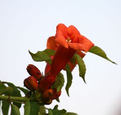 Trompetenbaum in voller Blüte
