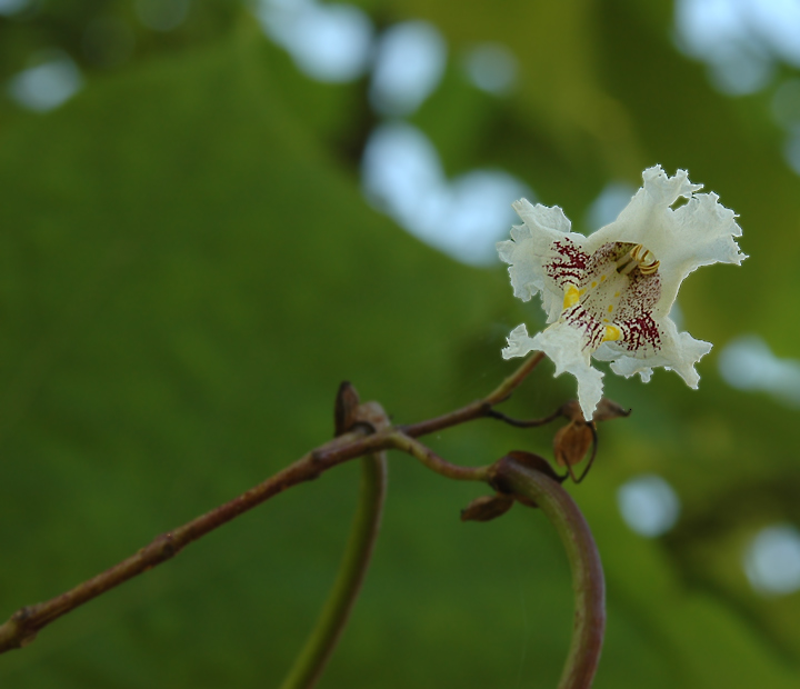 Trompetenbaumblüte