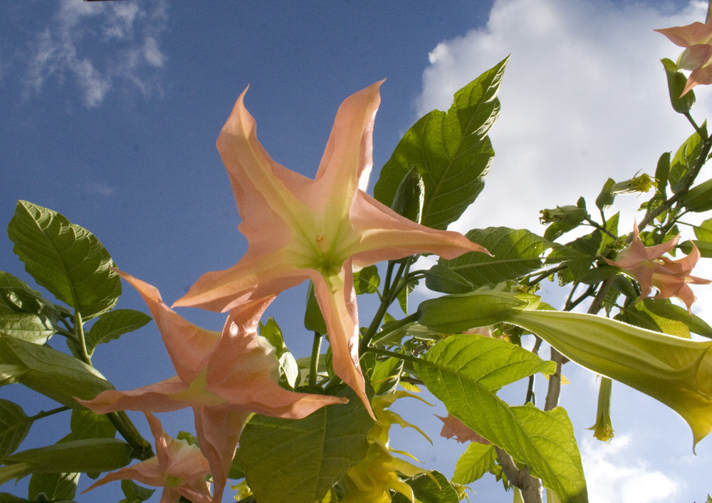 Trompetenblüte