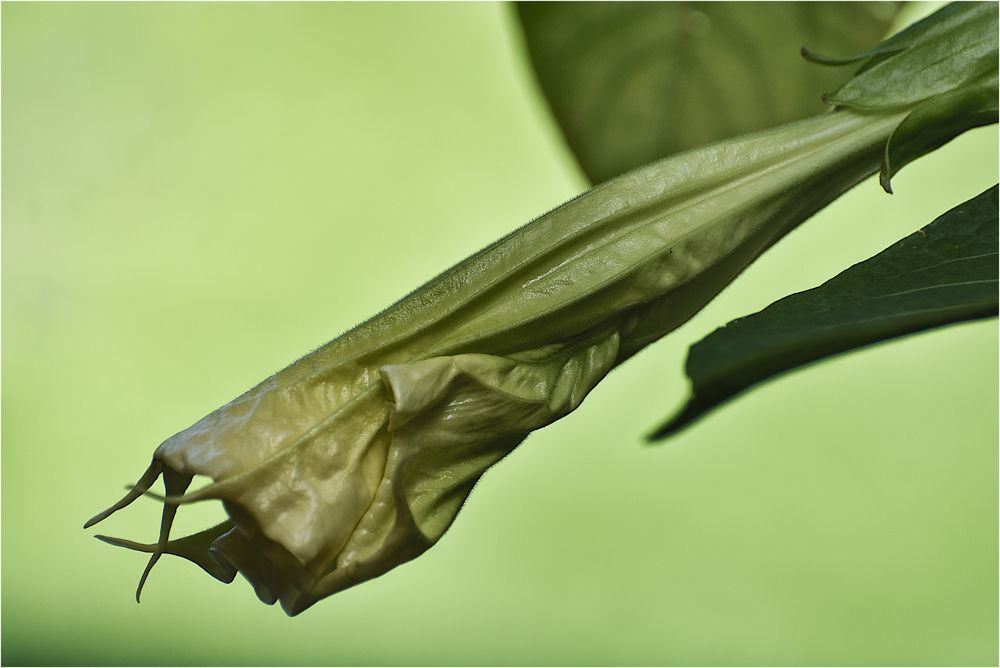 Trompetenblüte