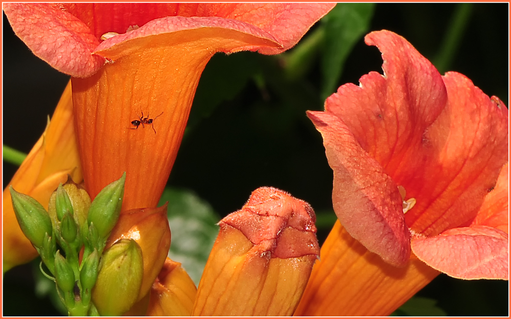 TROMPETENBLÜTE MIT GAST