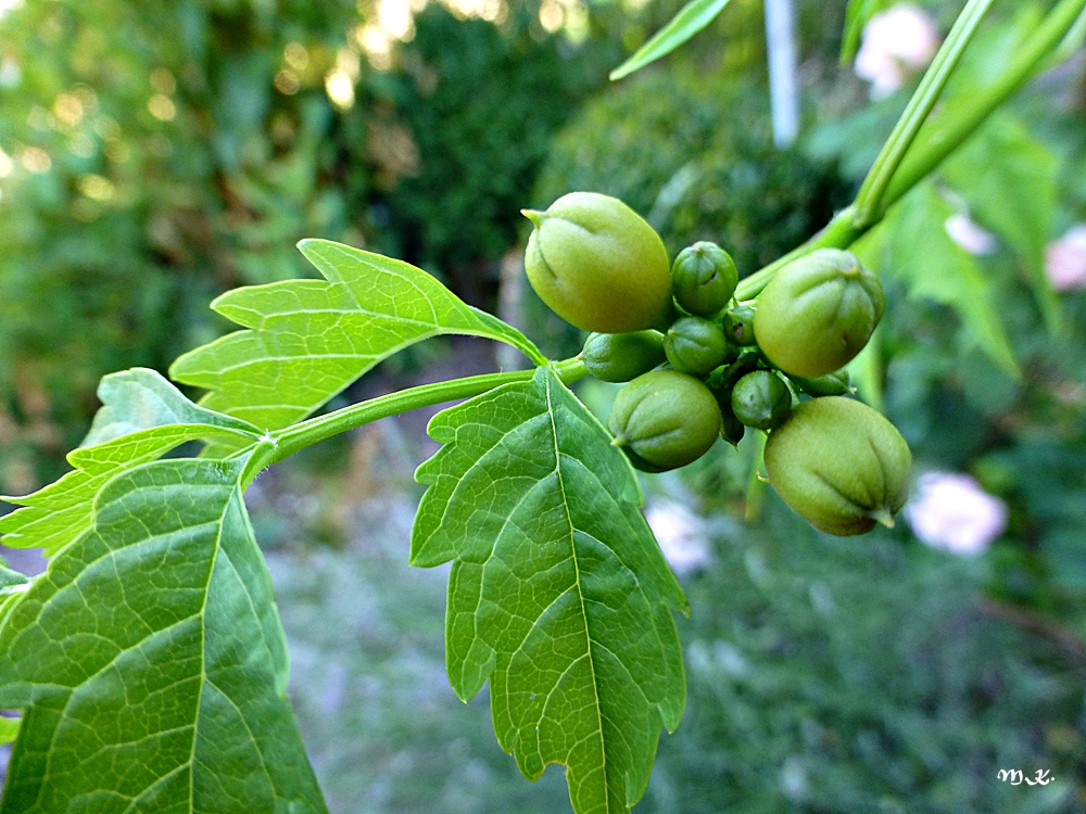 Trompetenblume