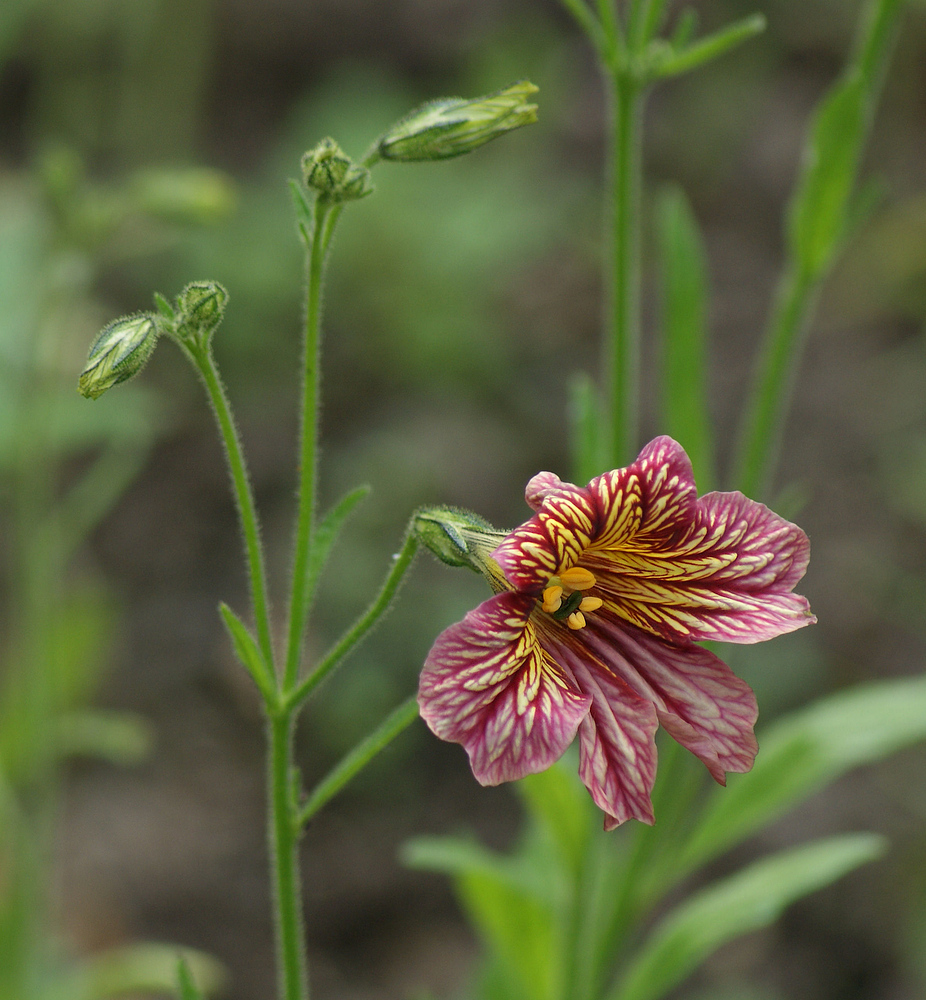 Trompetenblume