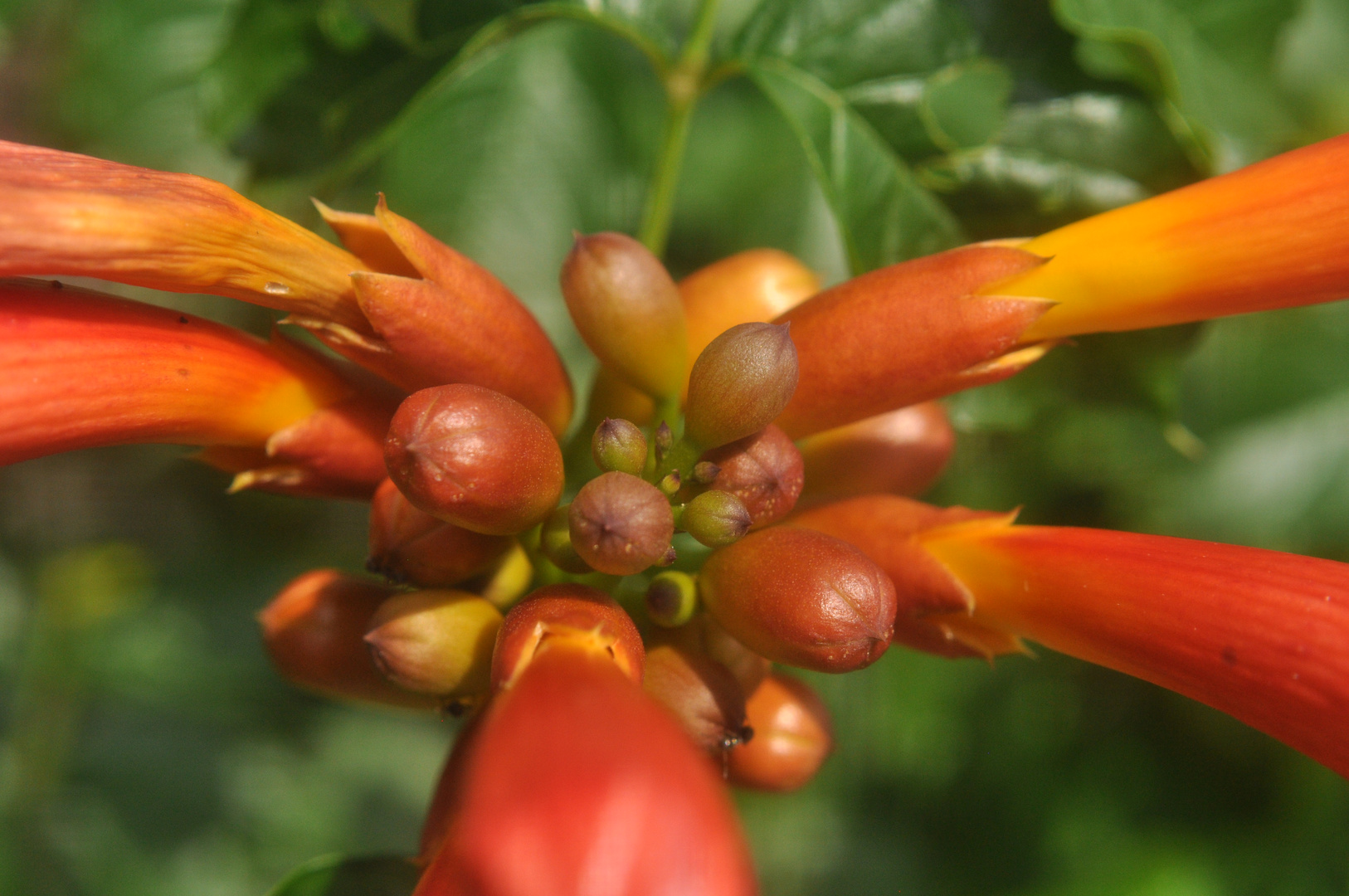 Trompetenblume