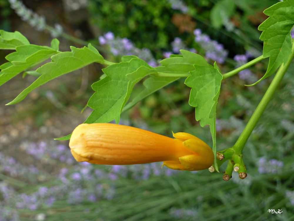 Trompetenblume