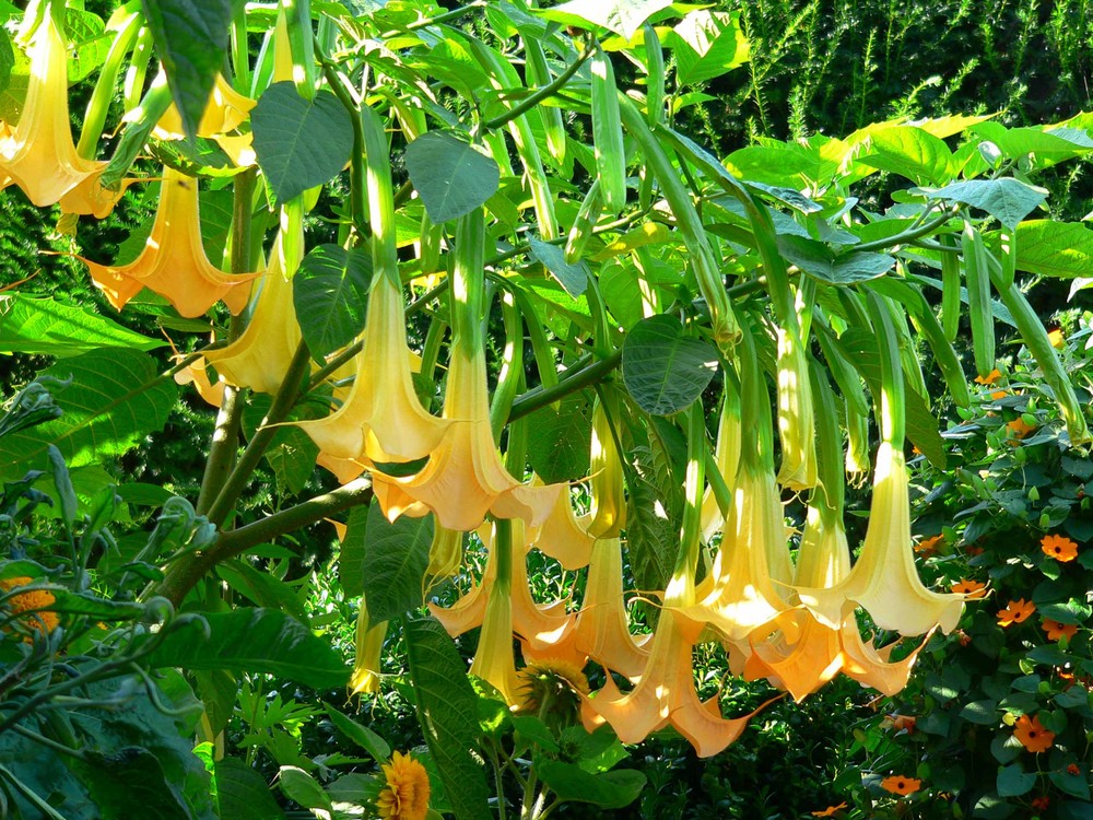 Trompetenblume aus unserem Garten