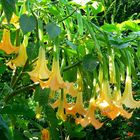 Trompetenblume aus unserem Garten