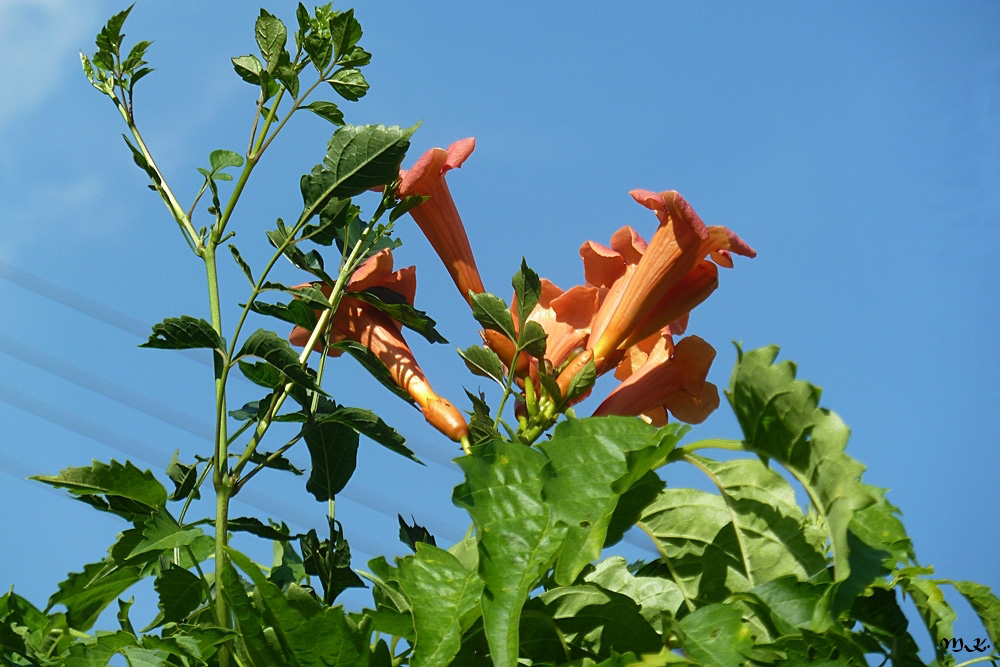 Trompetenblume (Campsis radicans)