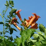 Trompetenblume (Campsis radicans)