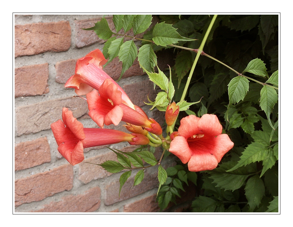 Trompetenblume - Campsis radicans