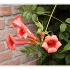 Trompetenblume - Campsis radicans