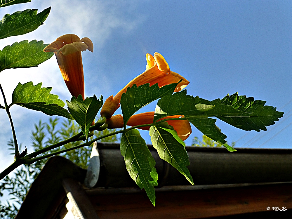 Trompetenblume (Capsis radicans)