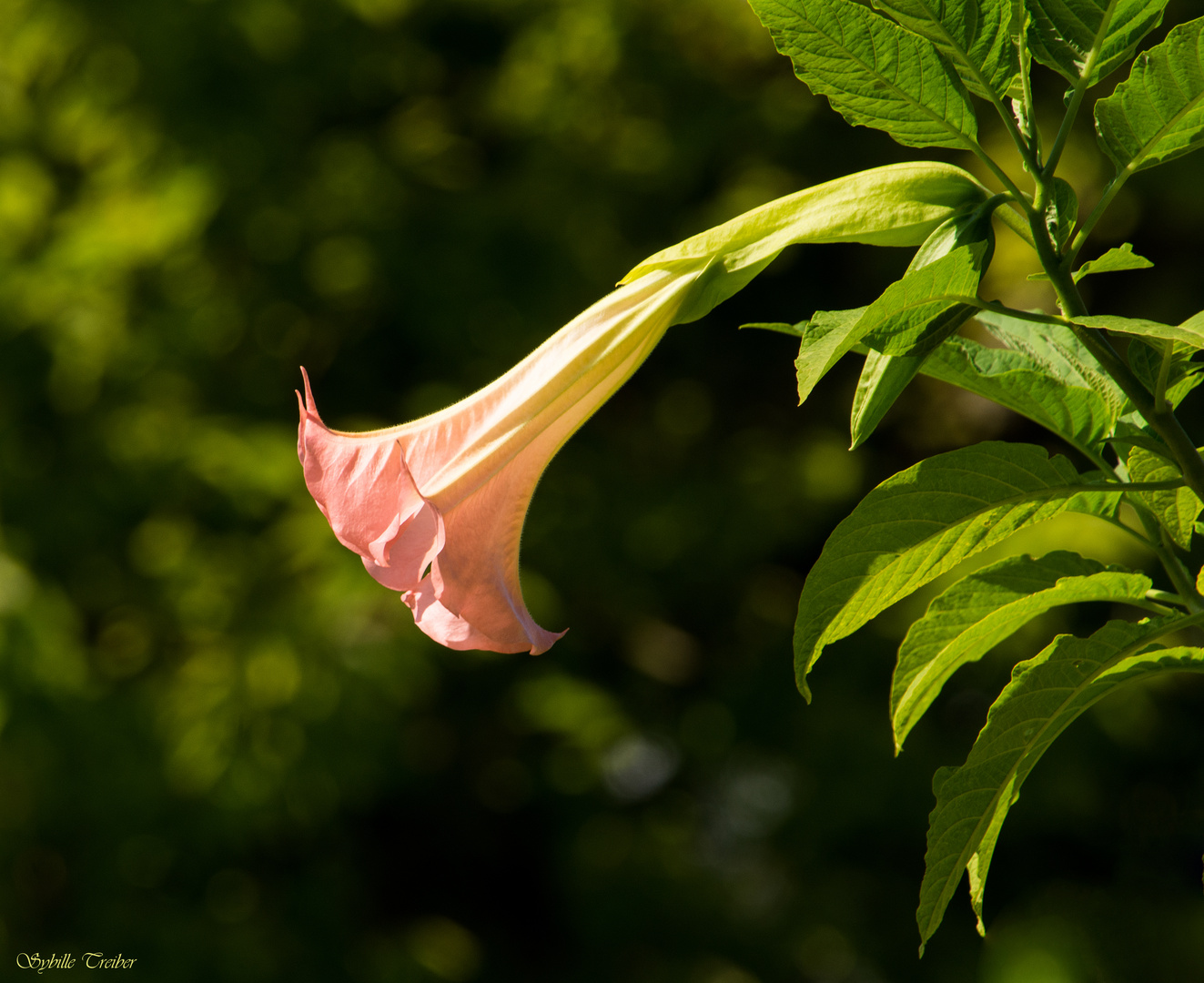 Trompetenblume