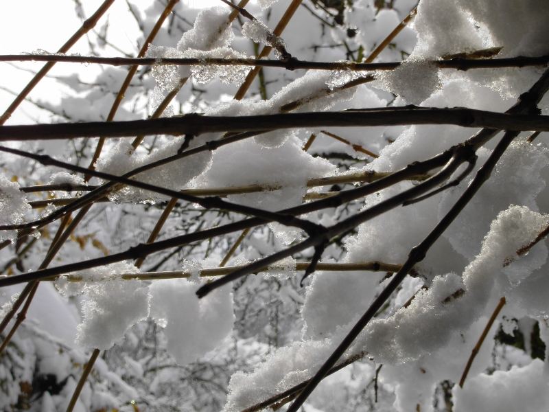 Trompetenblume im Schneekleid