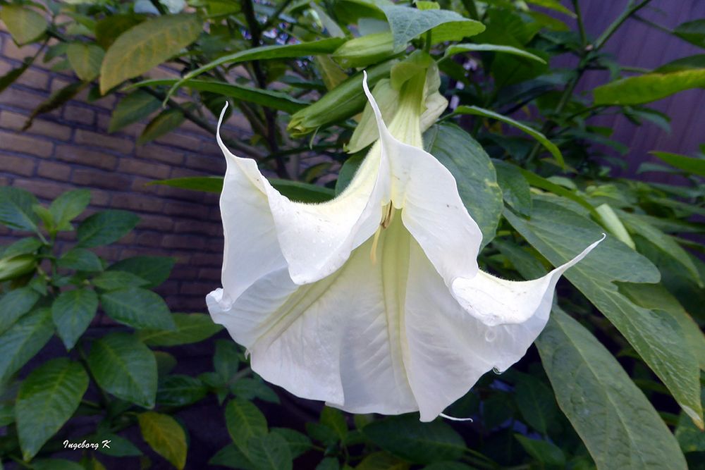 Trompetenblume in meinem Garten am 19.11.2017