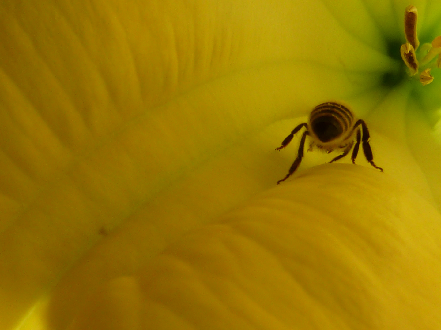 Trompetenblume mit Biene