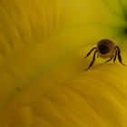 Trompetenblume mit Biene