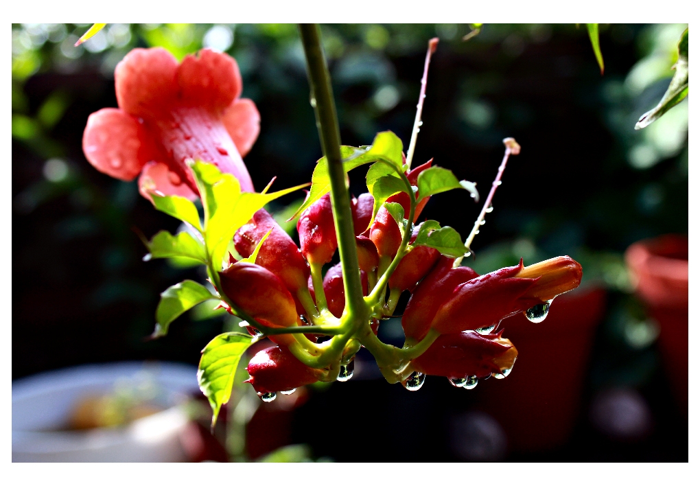 Trompetenblume mit tropfnassem  Nachwuchs :-)