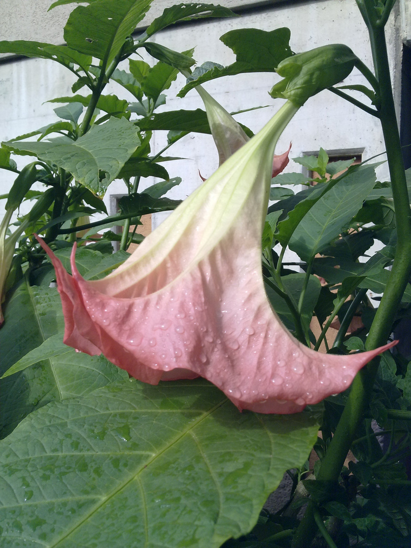 Trompetenblume nach dem Regen