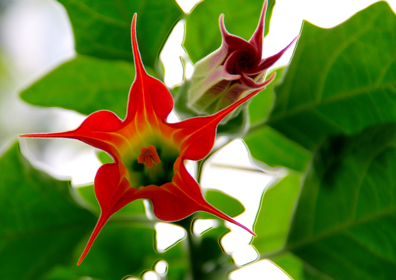 Trompetenblume oder Engelstrompeten