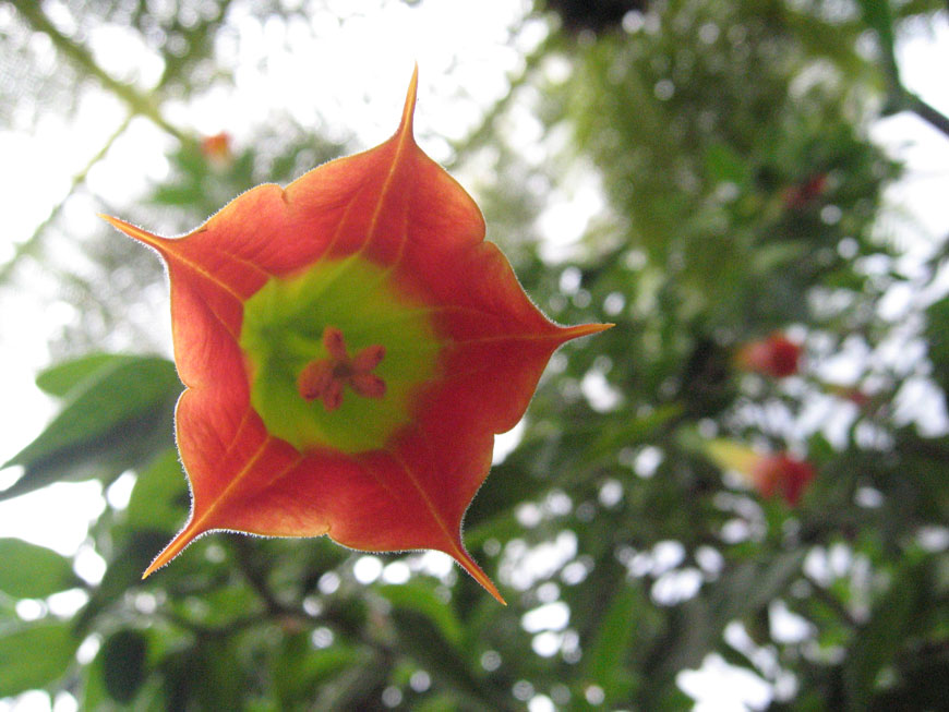 trompetenblume von unten