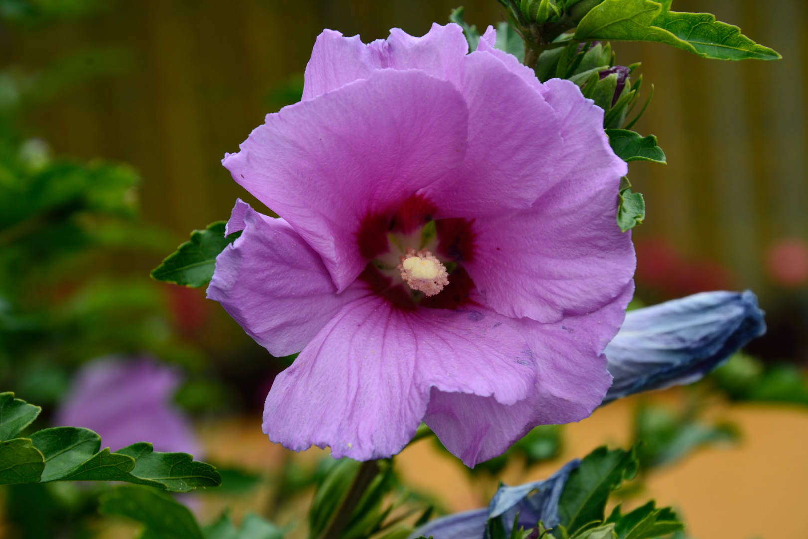 Trompetenblumen