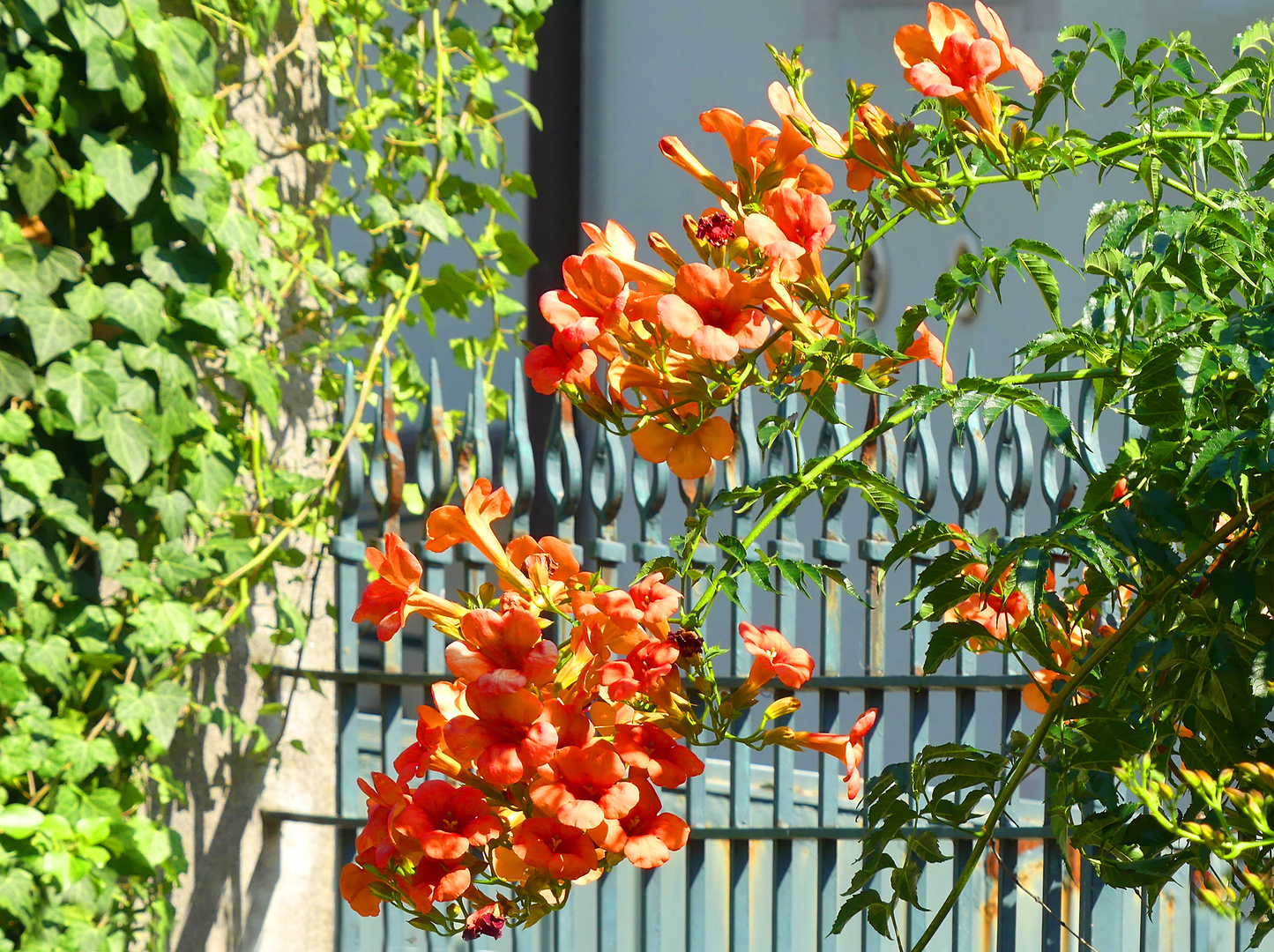 Trompetenblumen aus Tirano