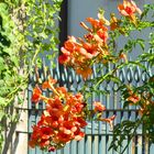 Trompetenblumen aus Tirano