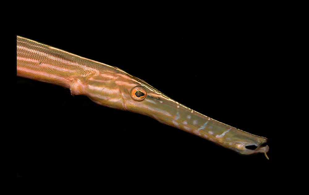 Trompetenfisch