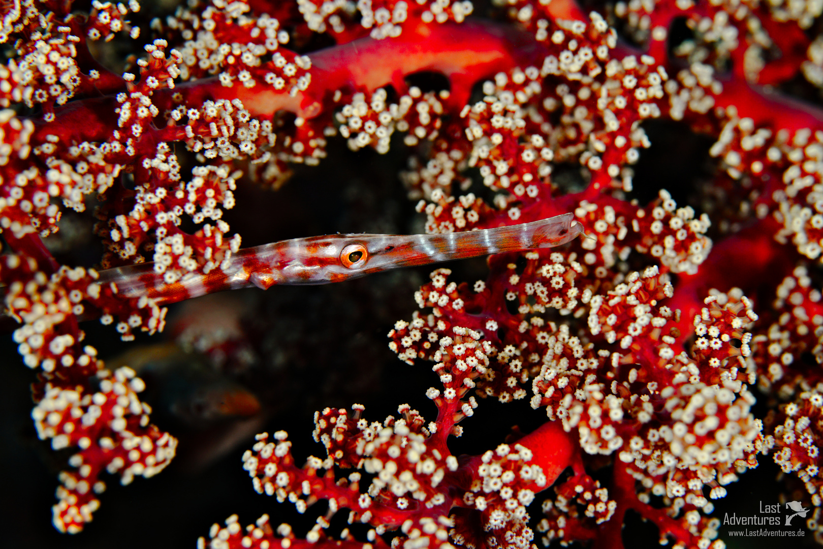Trompetenfisch in rot