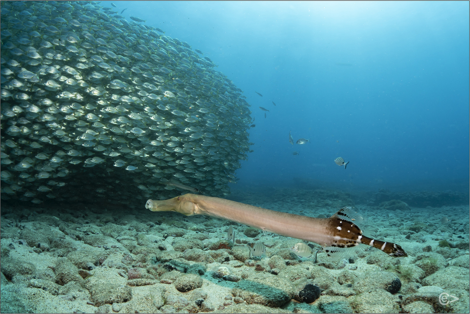 Trompetenfisch-Jäger