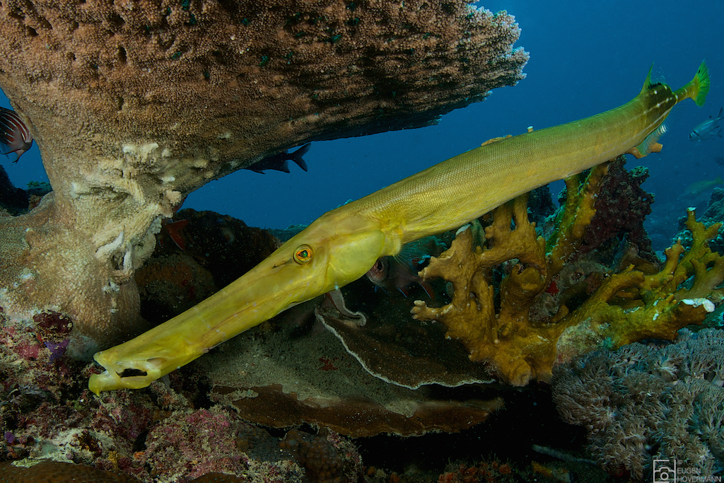 Trompetenfisch vor Sansibar