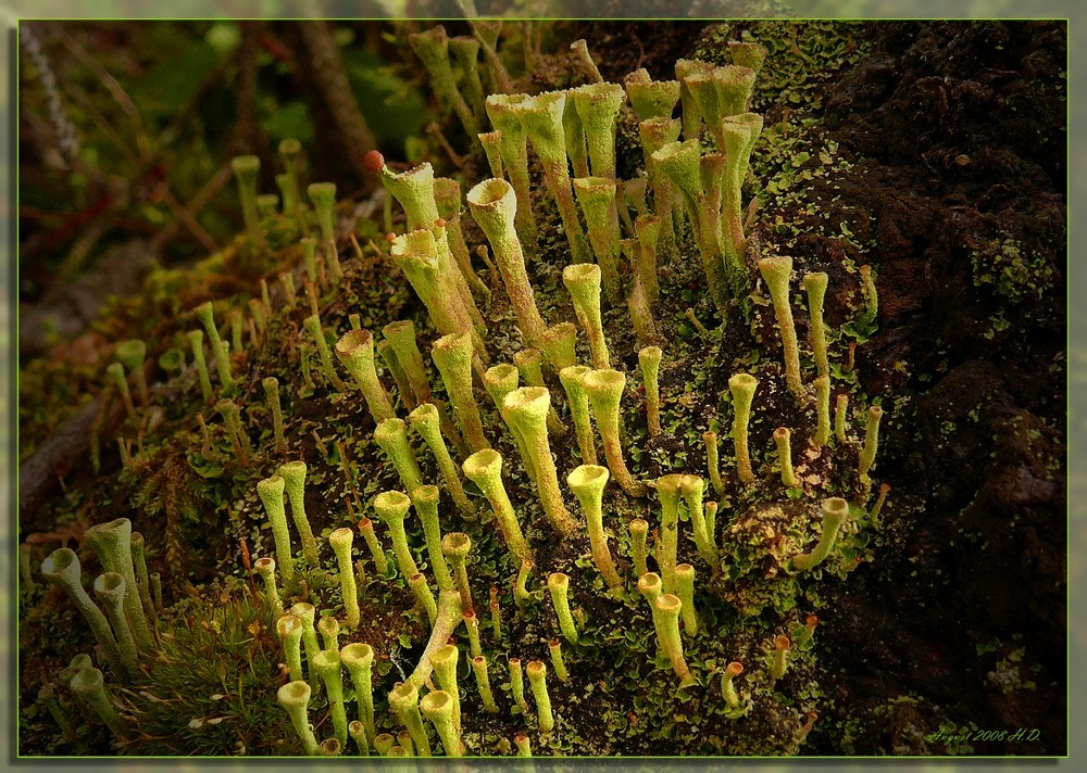 Trompetenflechte (Cladonia fimbriata)