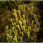 Trompetenflechte (Cladonia fimbriata)