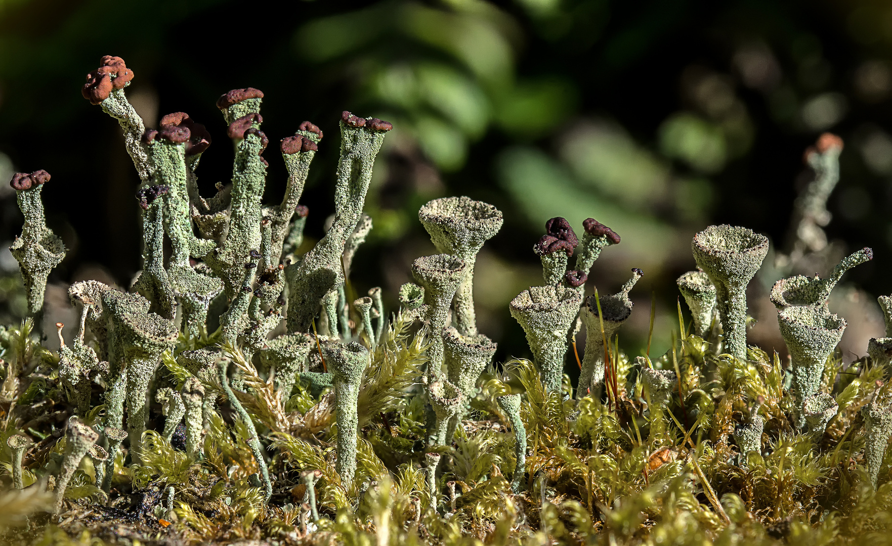 Trompetenflechte (Cladonia fimbriata)