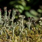 Trompetenflechte (Cladonia fimbriata)