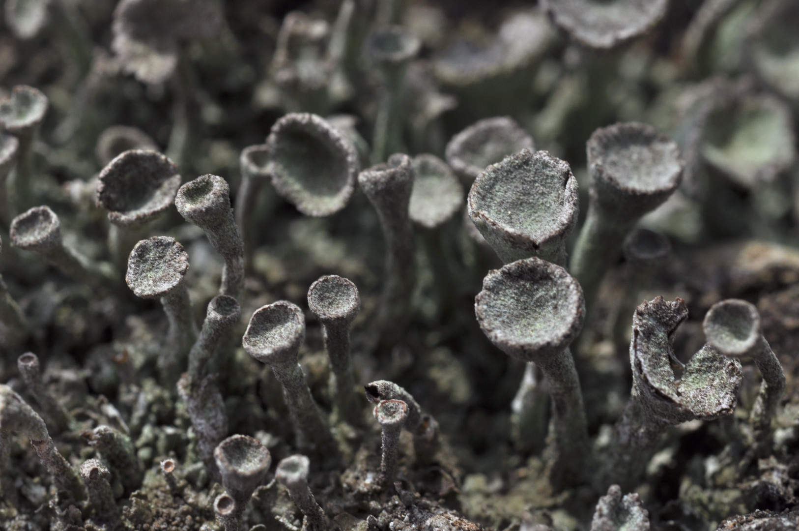 Trompetenflechte, Cladonia fimbriata