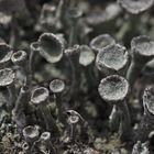 Trompetenflechte, Cladonia fimbriata