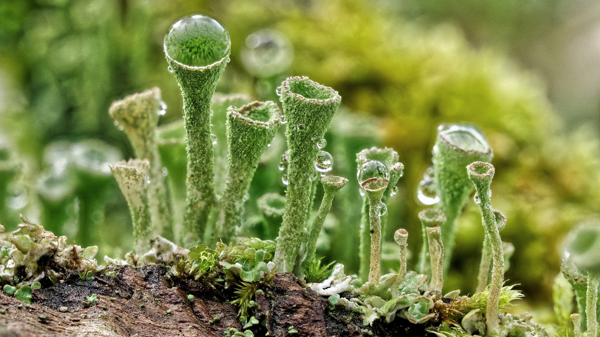 Trompetenflechte (Cladonia fimbriata) 