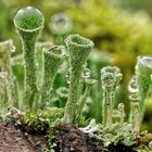 Trompetenflechte (Cladonia fimbriata) 