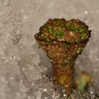 Trompetenflechte (Cladonia sp.) im Schnee