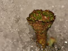 Trompetenflechte (Cladonia sp.) im Schnee