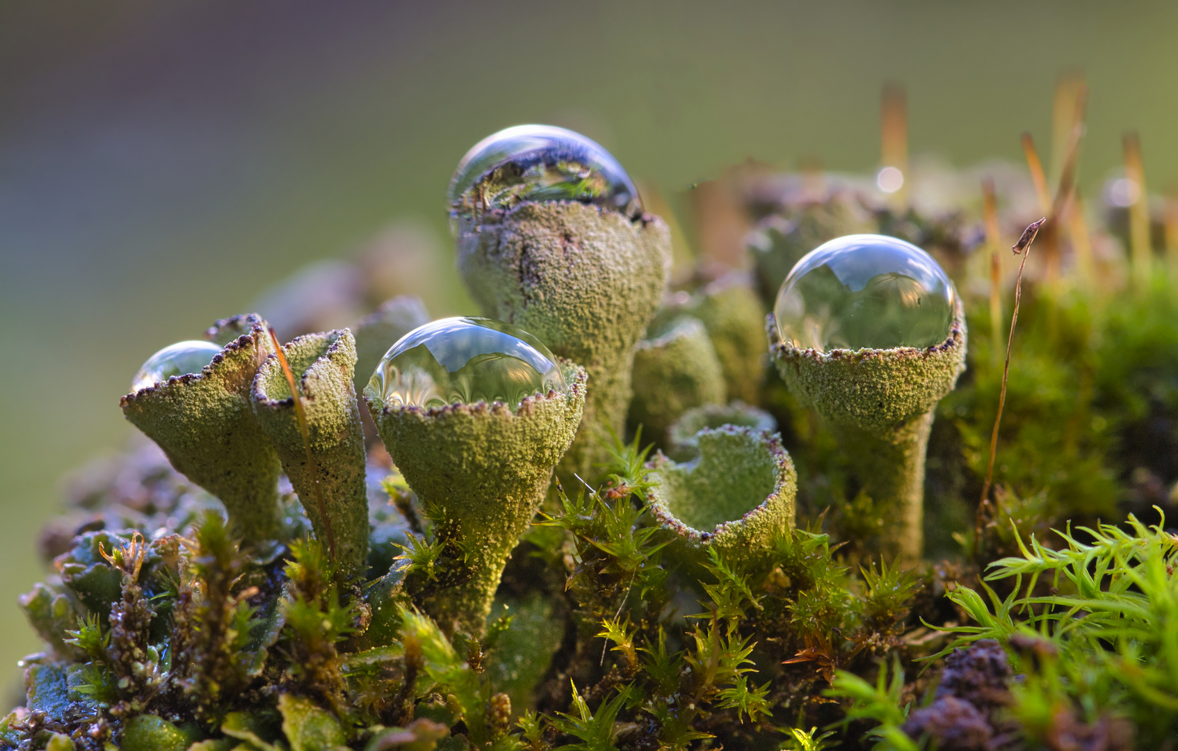  Trompetenflechte mit Wassertropfen  